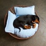 orthopädisches Hundebett von pet-interiors.de