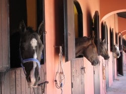 Luxus für Ross und Reiter (Bild: Traumwelten / pixelio.de)