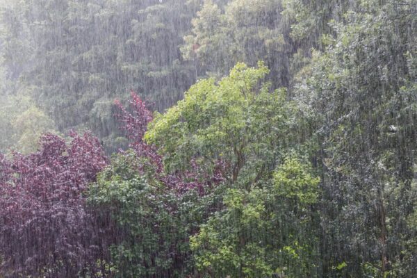 Rain Sounds Ambience - Regengeräusche für viele Gelegenheiten