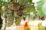 Vernaccia di San Gimignano: Ein Weißweinjuwel aus der Toskana