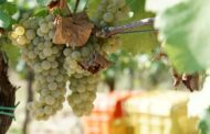 Vernaccia di San Gimignano: Ein Weißweinjuwel aus der Toskana