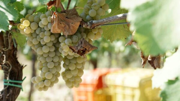 Vernaccia di San Gimignano Ein Weißweinjuwel aus der Toskana