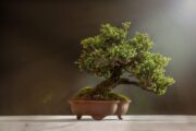 Die teuersten Bonsai-Bäume der Welt – Miniaturkunst in Millionenhöhe