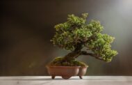 Die teuersten Bonsai-Bäume der Welt – Miniaturkunst in Millionenhöhe