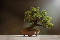 Teuerste Bonsai-Bume der Welt: Preise bis zu 1,3 Mio. Dollar