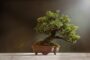 Die teuersten Bonsai-Bäume der Welt – Miniaturkunst in Millionenhöhe