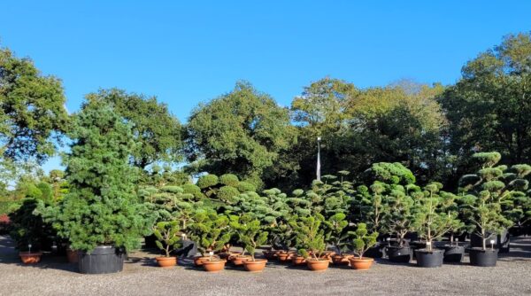 Berühmte Bonsai-Gärten – Orte, die Du gesehen haben musst