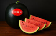 Densuke-Wassermelone – Der schwarze Schatz aus Japan