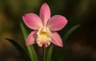 Eine Blume der Superlative: Die geheimnisvolle Shenzhen Nongke Orchidee