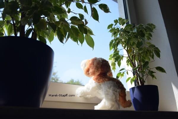 Tierschutz – Freiheit für Rex